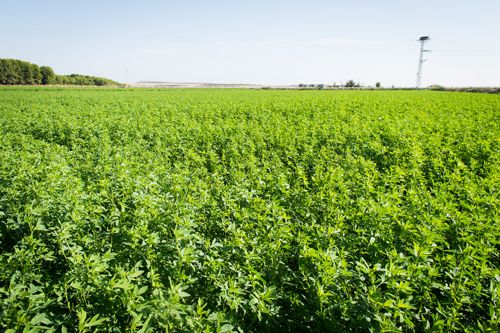 20170209-Zafarache-Colaborador-Campo-de-Alfalfa