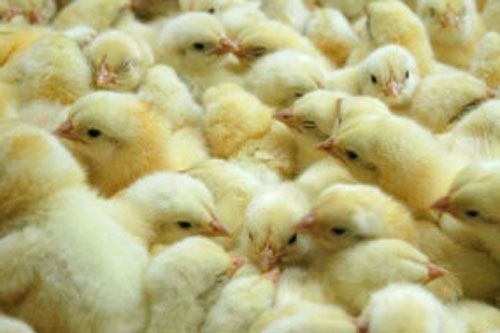Pollos Sástago