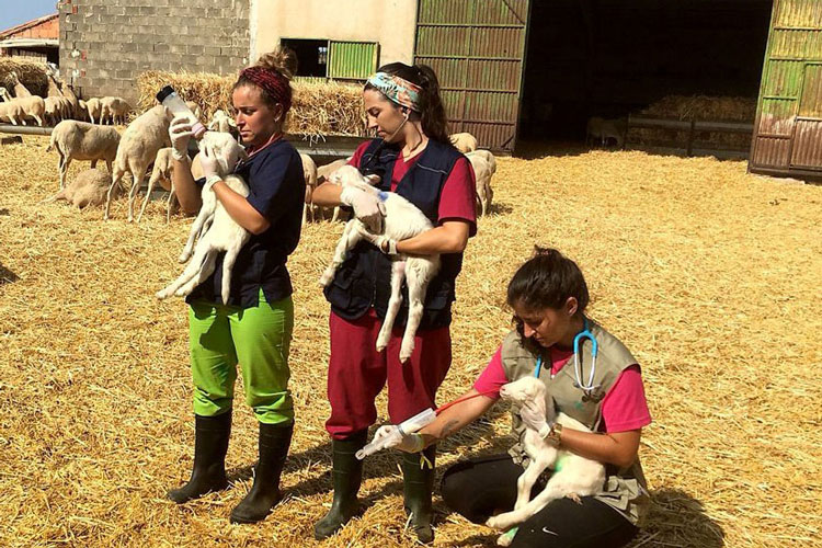 Erasmus rural
