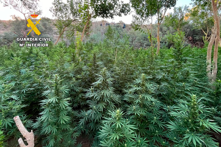 Marihuana