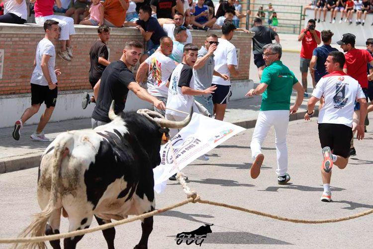 Toro sogas Pina