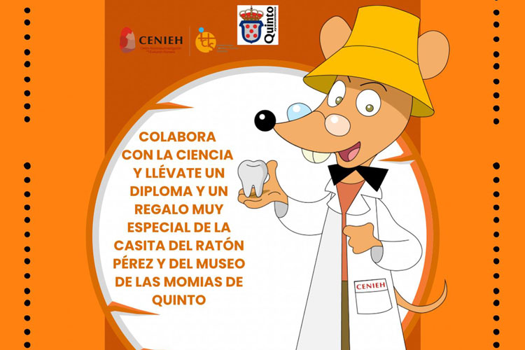Dientes leche Quinto