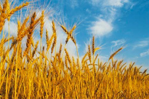 El azarbe: ¿Qué está pasando con los precios del cereal?