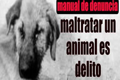 El abogado responde: maltrato animal
