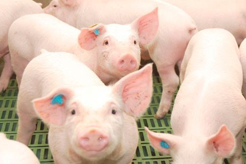 Oferta de empleo para operario en explotación porcina