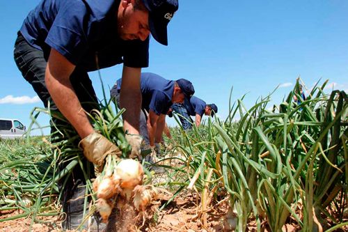 La cebolla de Fuentes de Ebro DOP prevé una cosecha de 5 millones de kilos