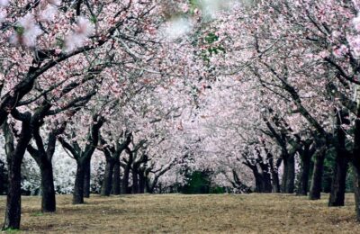 El almendro, el cultivo de moda