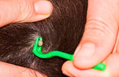 El veterinario en casa: ¿Por qué hay tantas garrapatas este año?