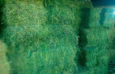 El azarbe: La alfalfa, la reina de las leguminosas