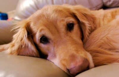 Leishmania: momento de prevención