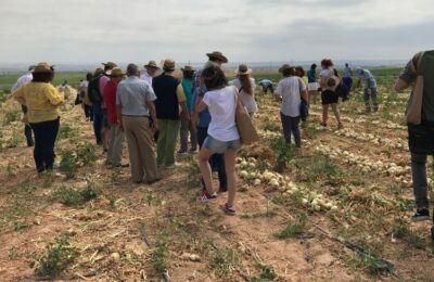La cebolla de Fuentes DOP inicia su campaña de recolección