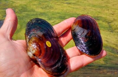 Halladas cuatro nuevas margaritonas en el río Ebro en Aragón