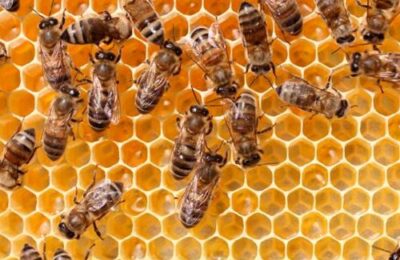 El azarbe: Sobre abejas, colmenas y un veterano apicultor