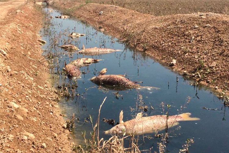 Los pescadores se organizan para salvar a las carpas encalladas en los campos inundados