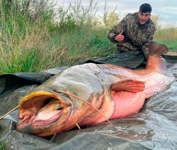 El zaidano Daniel Plana captura en Mequinenza un siluro de más de 100 kilos