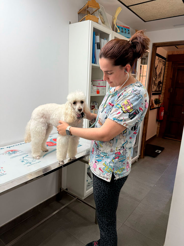 El latido de un consultorio veterinario que nació sobre ruedas
