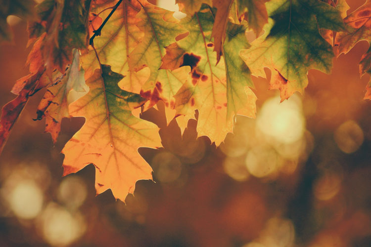 Bienvenido otoño: Cómo prepararnos para el cambio de estación