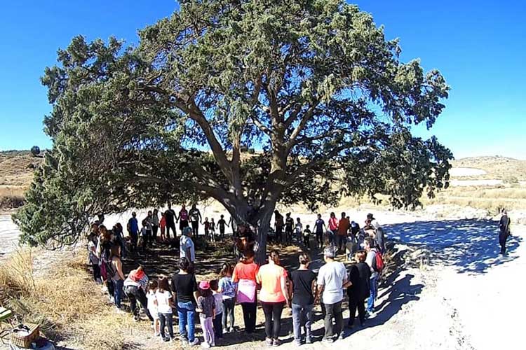 Gelsa inaugura por todo lo alto la ruta de su sabina centenaria