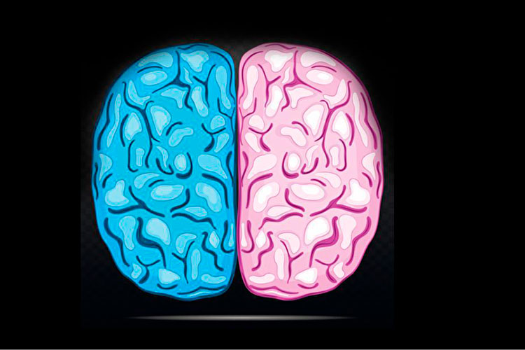 ¿De qué color es tu cerebro? Ni rosa, ni azul; eso está claro.