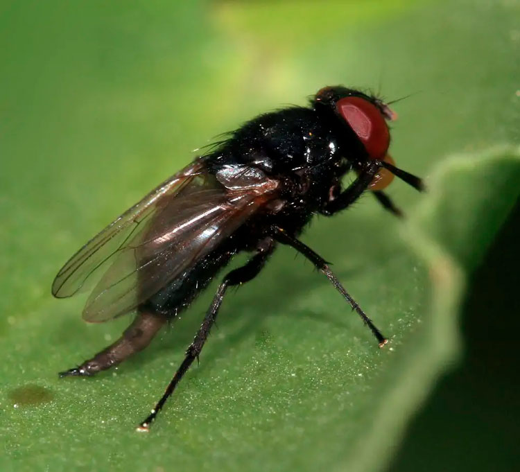 Proyecto piloto contra la mosca negra
