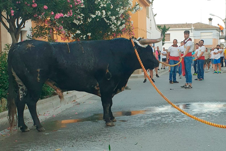 Este sábado, el toro de sogas se convierte en protagonista en Pina